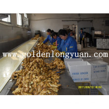 Fresh Ginger From Local Factory